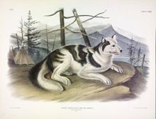 Hare-Indian Dog, Canis Familiaris, 1845