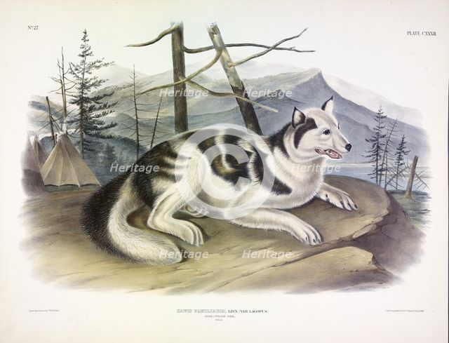 Hare-Indian Dog, Canis Familiaris, 1845.