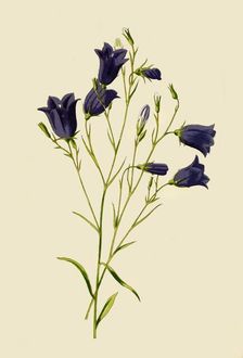 Harebell 1877. Creator: Frederick Edward Hulme
