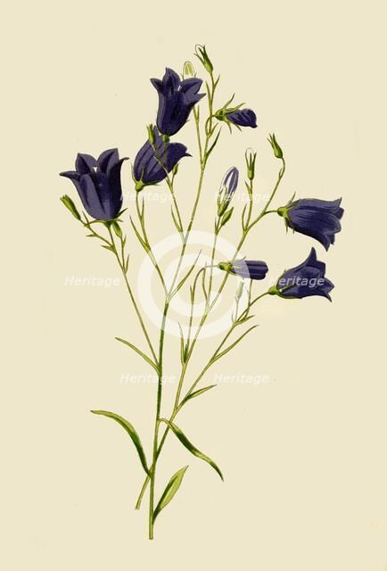 'Harebell', 1877. Creator: Frederick Edward Hulme.