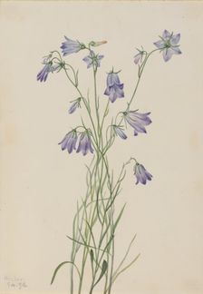 Harebell (Campanula rotundifolia), 1916. Creator: Mary Vaux Walcott