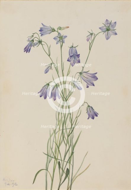 Harebell (Campanula rotundifolia), 1916. Creator: Mary Vaux Walcott.