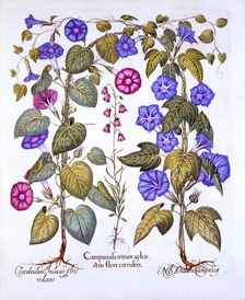 Harebell and Convovulus, from Hortus Eystettensis by Basil Besler (1561-1629), pub. 1613 (hand-co