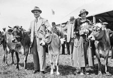 Harold Mackintosh with 2 prize winning cows at an agricultural show, 1932