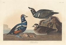 Harlequin Duck, 1836. Creator: Robert Havell