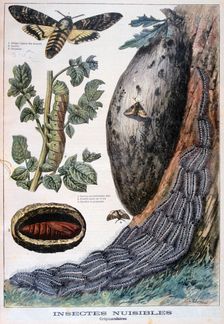 Harmful crepuscular insects, 1897. Creators: F Meaulle, A Clement
