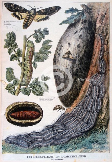 Harmful crepuscular insects, 1897. Creators: F Meaulle, A Clement.