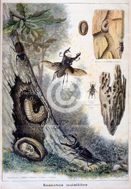 Harmful insects, 1897. Creator: F Meaulle.