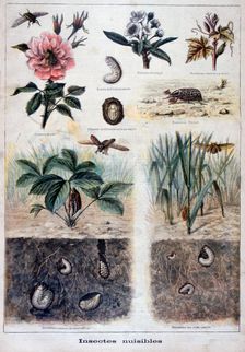 Harmful insects, 1897. Creator: F Meaulle