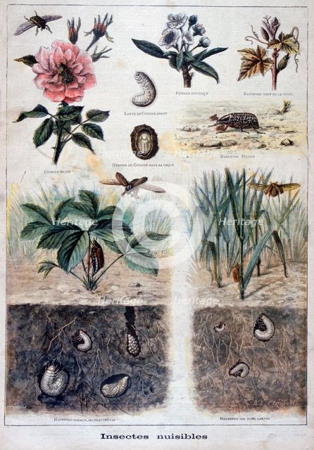 Harmful insects, 1897. Creator: F Meaulle.