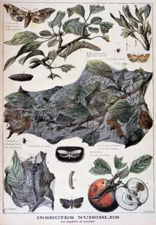 Harmful insects: moths that damage apple trees, 1897. Creator: F Meaulle