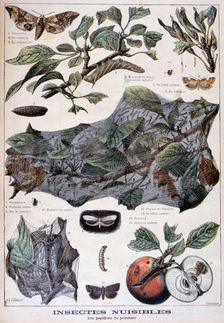 Harmful insects: moths that damage apple trees, 1897. Creator: F Meaulle