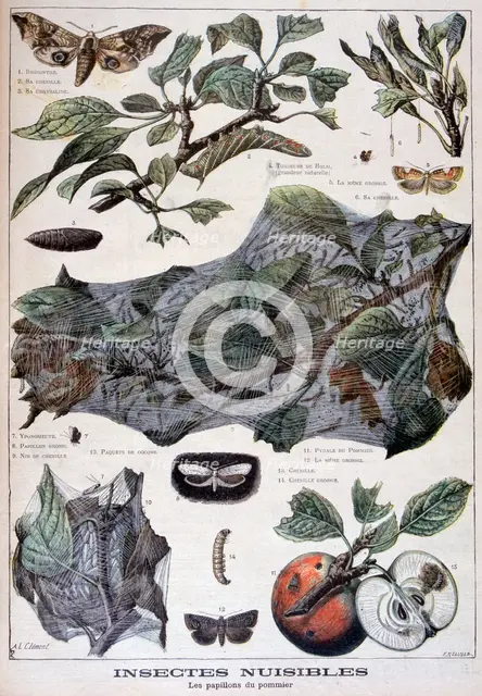 Harmful insects: moths that damage apple trees, 1897. Creator: F Meaulle.