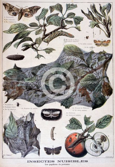 Harmful insects: moths that damage apple trees, 1897. Creator: F Meaulle.