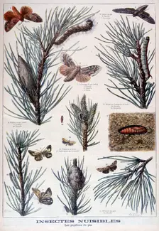 Harmful insects: butterflies and moths that damage pine trees, 1897. Creator: A Clement