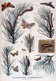 Harmful insects: butterflies and moths that damage pine trees, 1897. Creator: A Clement