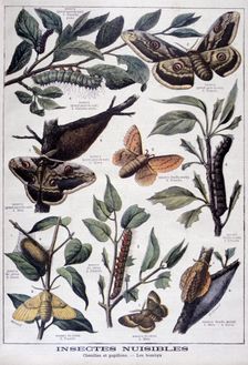 Harmful insects: caterpillars, butterflies and moths, 1897. Creator: F Meaulle
