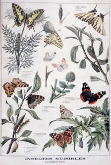 Harmful insects: daylight butterflies, 1897. Creator: F Meaulle