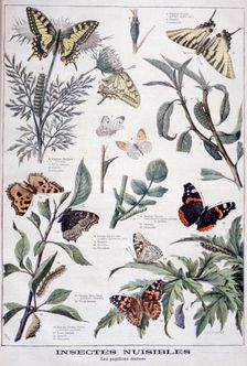 Harmful insects: daylight butterflies, 1897. Creator: F Meaulle