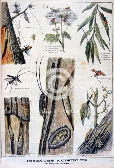Harmful insects that are destructive to forests, 1897. Artist: A Clement
