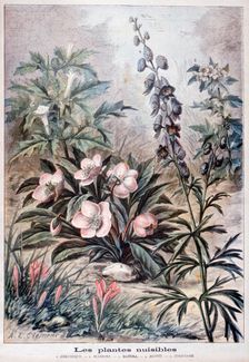 Harmful plants, 1897. Creator: F Meaulle