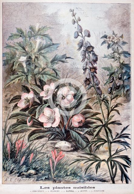 Harmful plants, 1897. Creator: F Meaulle.