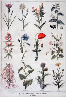 Harmful plants, 1897. Creator: F Meaulle