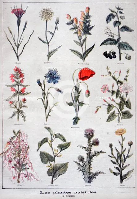 Harmful plants, 1897. Creator: F Meaulle.