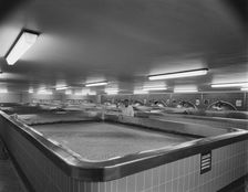 Harp Lager Brewery, Drayman's Way, Manor Park, Alton, East Hampshire, Hampshire, 04/07/1963. Creator: John Laing plc