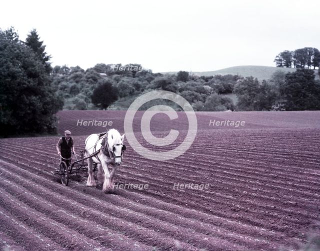 Harrowing near Martley, Worcestershire, c1955. Creator: Arthur Charles Kirby Ware.