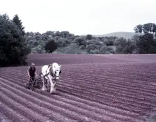 Harrowing near Martley, Worcestershire, c1955. Creator: Arthur Charles Kirby Ware
