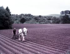Harrowing near Martley, Worcestershire, c1955. Creator: Arthur Charles Kirby Ware