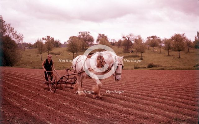 Harrowing near Martley, Worcestershire, c1955. Creator: Arthur Charles Kirby Ware.