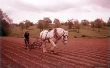 Harrowing near Martley, Worcestershire, c1955. Creator: Arthur Charles Kirby Ware