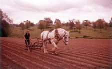 Harrowing near Martley, Worcestershire, c1955. Creator: Arthur Charles Kirby Ware