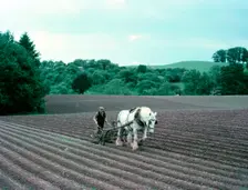 Harrowing on a farm in Worcestershire, c1955-1970. Creator: Arthur Charles Kirby Ware