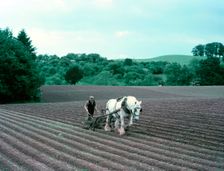 Harrowing on a farm in Worcestershire, c1955-1970. Creator: Arthur Charles Kirby Ware