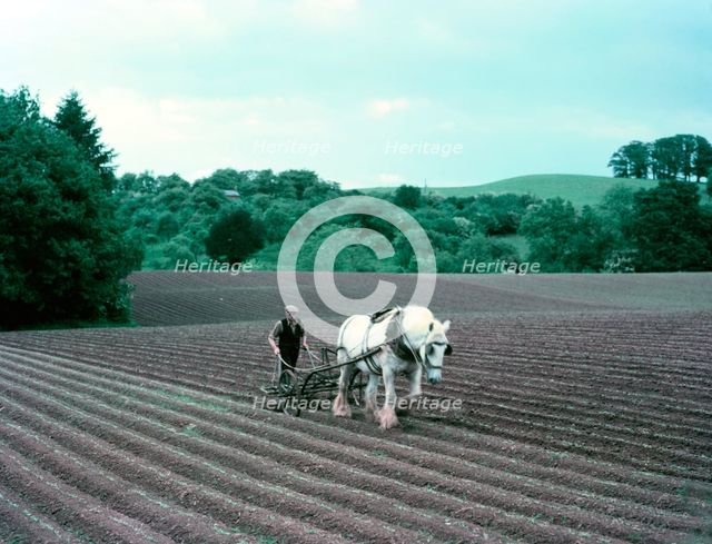 Harrowing on a farm in Worcestershire, c1955-1970. Creator: Arthur Charles Kirby Ware.