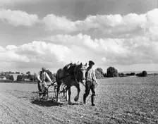 Harrowing, Somerset, c1955. Creator: Arthur Charles Kirby Ware