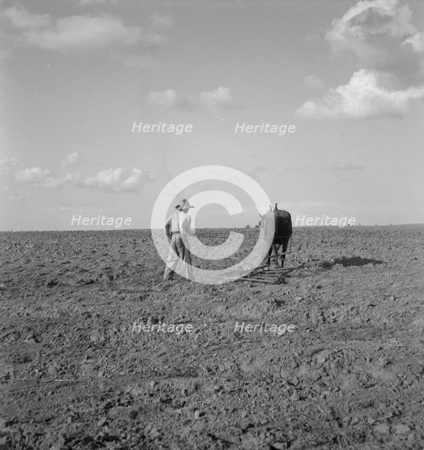 Harrowing, West Texas, 1937. Creator: Dorothea Lange.