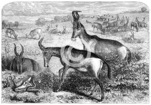 Hartebeeste antelopes, 1861. Creator: Friedrich Wilhelm Keyl.