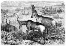 Hartebeeste antelopes, 1861. Creator: Friedrich Wilhelm Keyl