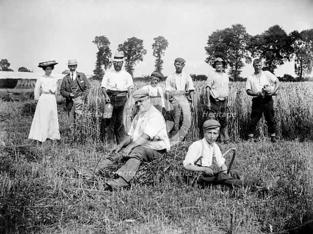 Harvest time, Cadsden, near Princes Risborough, Buckinghamshire, 1903.  Artist: Alfred Newton & Sons.