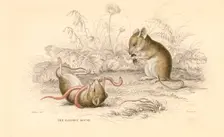 Harvest mouse (Micromys minutus) of the Old World, 1828. Creator: Unknown