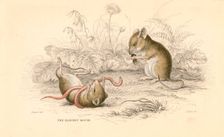 Harvest mouse (Micromys minutus) of the Old World, 1828. Creator: Unknown
