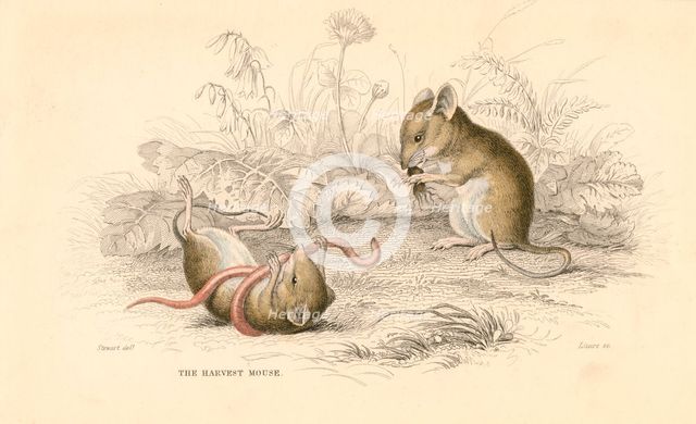 Harvest mouse (Micromys minutus) of the Old World, 1828. Creator: Unknown.