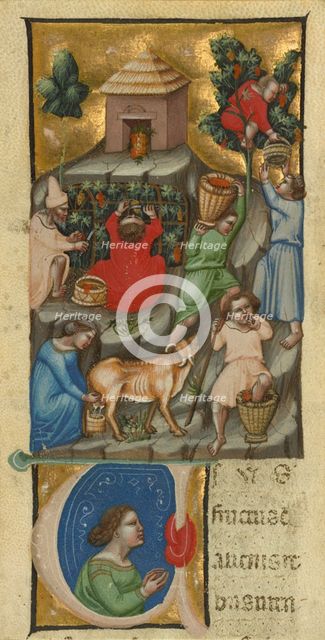 Harvest Scene; Initial U: A Figure, before 1340. Creator: Andrea da Bologna.