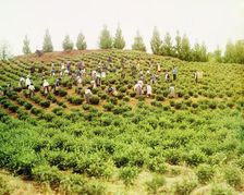 Harvesting tea: Group of Greek women, Caucasus [Chakva], between 1905 and 1915. Creator: Sergey Mikhaylovich Prokudin-Gorsky