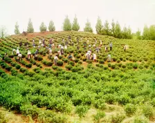 Harvesting tea: Group of Greek women, Caucasus [Chakva], between 1905 and 1915. Creator: Sergey Mikhaylovich Prokudin-Gorsky