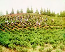 Harvesting tea: Group of Greek women, Caucasus [Chakva], between 1905 and 1915. Creator: Sergey Mikhaylovich Prokudin-Gorsky